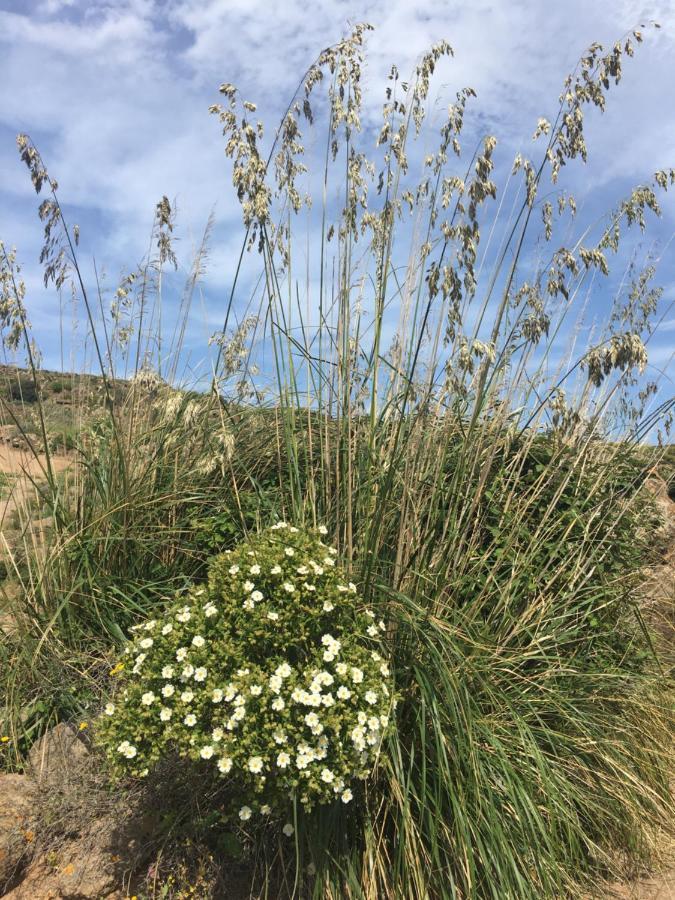 Dammusi Il Serralh -pantelleria- Scauri (Sicily)