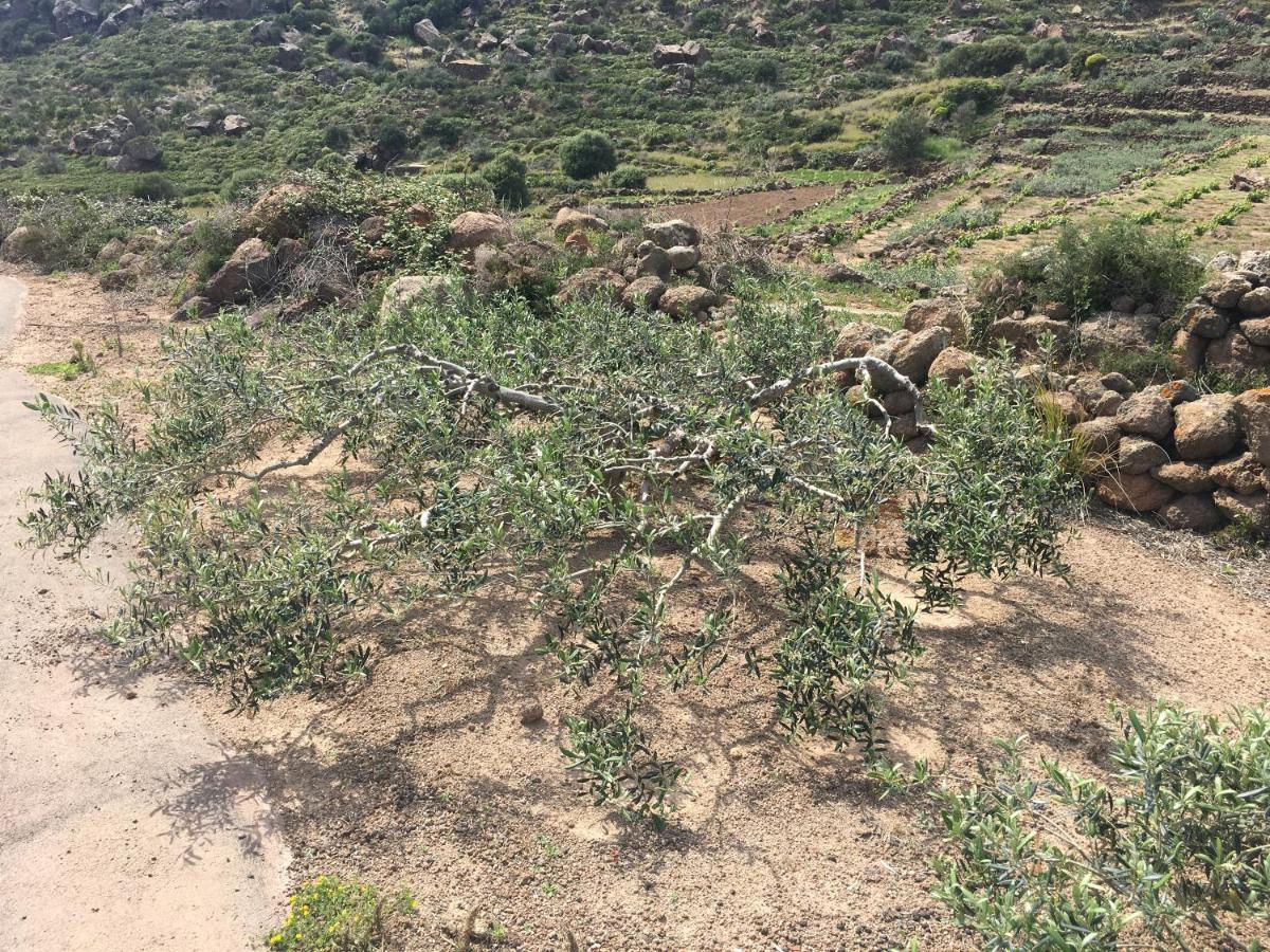 Dammusi Il Serralh -pantelleria- * Scauri (Sicily)