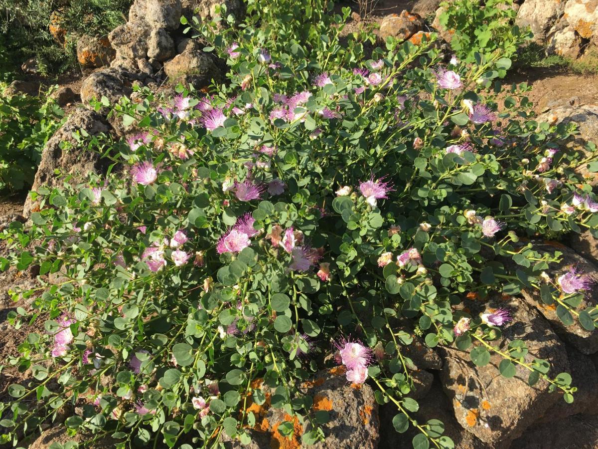 Dammusi Il Serralh -pantelleria- Holiday home